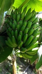 Bananes